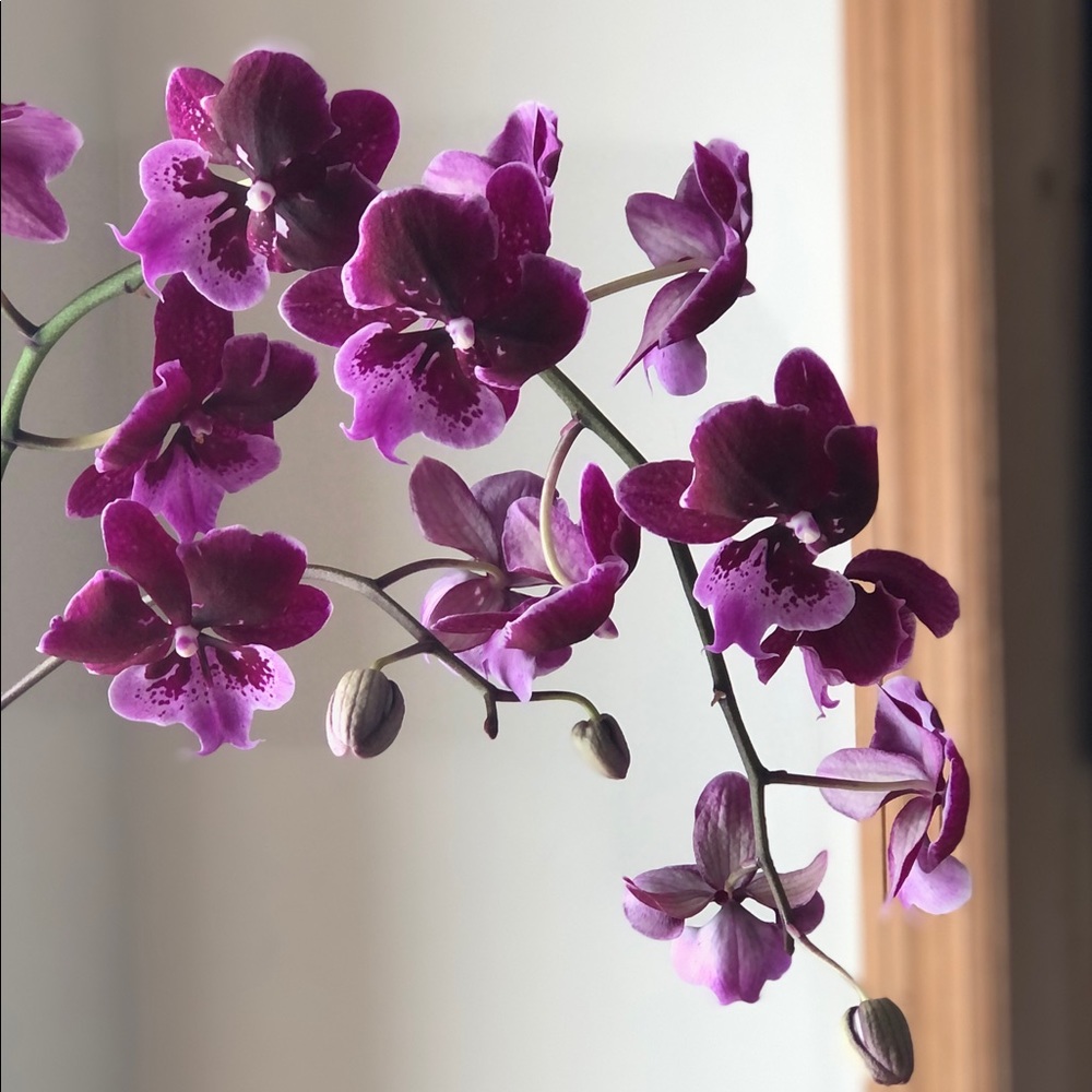 Meet your Posher, Maria